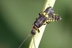 malthodes-minimus-foto-weidlich