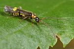 malthodes-minimus2-foto-koehler