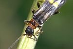 malthodes-minimus2-foto-weidlich