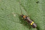 malthodes-minimus3-foto-koehler