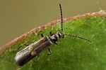 malthodes-pumilus2-foto-koehler