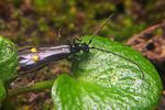 malthodes-trifurcatus-atramentarius-foto-koehler