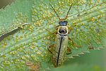 metacantharis-clypeata-foto-auer