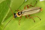 metacantharis-clypeata-foto-dvorak