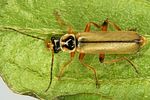 metacantharis-clypeata2-foto-dvorak