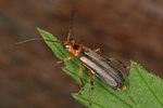 metacantharis-discoidea-foto-altmann