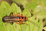 metacantharis-discoidea-foto-pisec