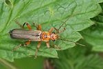 metacantharis-discoidea-foto-rindlisbacher