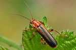 metacantharis-discoidea-foto-swadzba
