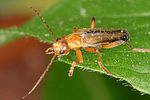 metacantharis-discoidea-male2-foto-altmann