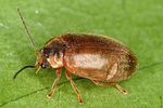 microcara-testacea-foto-altmann