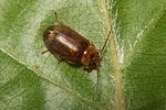 microcara-testacea-foto-koehler