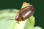 microcara-testacea-foto-weidlich