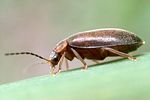 microcara-testacea-foto-weisenboehler