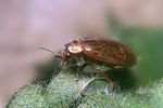 microcara-testacea2-foto-koehler