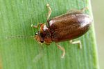 microcara-testacea2-foto-weisenboehler