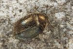 morychus-aeneus2-foto-koehler