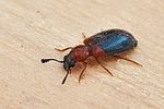 necrobia-ruficollis-foto-fgrose
