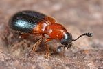 necrobia-ruficollis-foto-fjkoehler