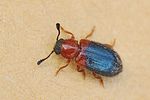 necrobia-ruficollis2-foto-fgrose