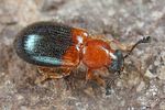 necrobia-ruficollis2-foto-fjkoehler