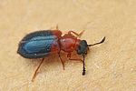 necrobia-ruficollis3-foto-fgrose