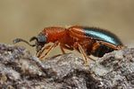 necrobia-ruficollis3-foto-fjkoehler