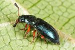 necrobia-rufipes-foto-altmann