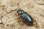 necrobia-rufipes-foto-fjkoehler