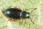 necrobia-rufipes2-foto-altmann