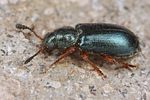 necrobia-rufipes2-foto-fjkoehler