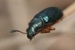 necrobia-rufipes2-foto-vikhrev