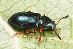 necrobia-rufipes3-foto-altmann