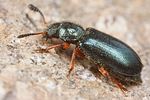 necrobia-rufipes3-foto-fjkoehler