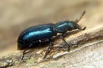 necrobia-violacea-foto-koehler