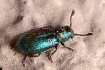 necrobia-violacea-foto-weisenboehler