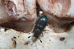 necrobia-violacea3-foto-roessler