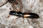 nemozoma-elongatum-foto-benisch