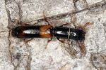 nemozoma-elongatum2-foto-benisch