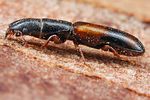nemozoma-elongatum3-foto-koehler