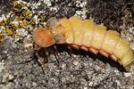 nyctophila-reichei-female-foto-martinez