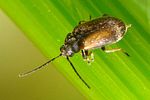 odeles-calpensis-cf-foto-jacinto