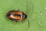 odeles-marginata-foto-altmann