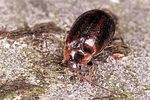 odeles-marginata-foto-polacek