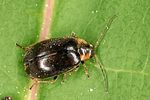odeles-marginata2-foto-altmann