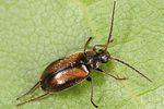 odeles-marginata3-foto-altmann