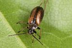 odeles-marginata4-foto-altmann