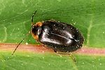 odeles-marginata5-foto-altmann