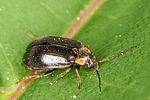 odeles-marginata6-foto-altmann