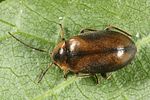 odeles-marginata7-foto-altmann